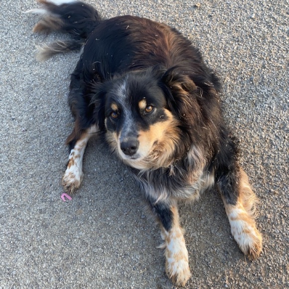 Meet your Posher, Maddy - Picture 1 of 1